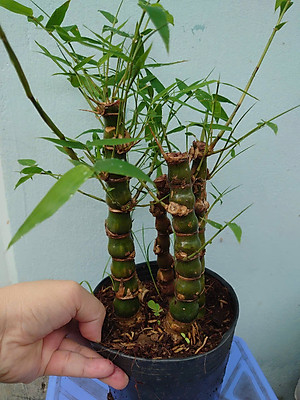 Cây Trúc Quan Âm - Trúc Phật Bà - Cây trúc đùi gà - cây tre đùi ếch