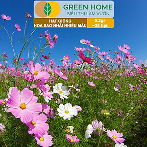 Hạt Giống Hoa Sao Nhái Mix Greenhome, Gói 0,3gr~35 hạt, Sai Hoa, Màu Rực Rỡ, Dễ Trồng Quanh Năm, Nảy Mầm Cao H13