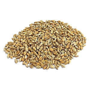 6 Gói Hạt Giống Cỏ Mèo Mỹ Kún Miu