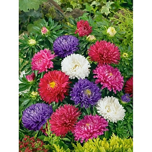 Hạt Giống Cúc Đà Lạt Nhiều Màu Chịu Nhiệt Rất Tốt Rạng Đông - Shop Hạt Giống Ba Miền Chịu Nhiệt