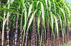 Mật mía nguyên chất Nhàn Đức, thơm ngon, siêu đặc, làm từ 100% cây mía tươi  