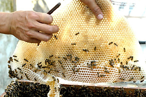 Nến Sáp Ong 26 Giờ Kèm Dĩa Gỗ Dừa 10cm : Khử Mùi Hôi Phòng Kín, Làm Sạch Không Khí, Thơm Nhẹ Mùi Mật Ong - HÀNG CHÍNH HÃNG