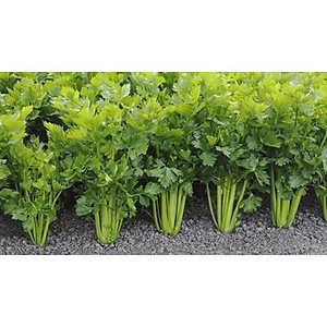 Hạt giống Cần Tây THERA - GÓI 5gram - RẠNG ĐÔNG - độ đồng đều cao , thân lá màu xanh mướt ,lá to có khía sâu ,mùi rất thơm