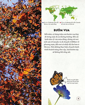 Sách - Amazing Animal Journeys - Những Chuyến Di Cư Và Hành Trình Phi Thường Nhất! - Bìa Cứng