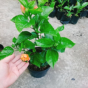 Cây Hoa Dâm Bụt cánh kép (Màu Cam) - cây cảnh để trong nhà + tặng phân bón cho cây