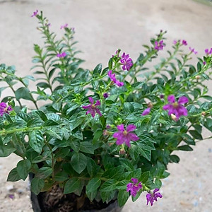  Cây cẩm tú mai nhiều thân nhánh xum xuê phù hợp trồng trang trí  cảnh quan, sân vườn và công viên