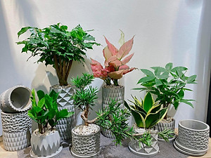 Chậu cây để bàn làm việc văn phòng, OnionDecor 15x11cm, Chậu Xi Măng Trụ Tròn Họa Tiết Vintage trồng sen đá, xương rồng, cây cảnh mini cement pots