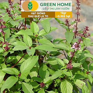 Hạt Giống Rau Quế Greenhome, Gói 10gr~5000 hạt, Húng Quế, Dễ Trồng Quanh Năm, Nảy Mầm Cao, Thu Hoạch Nhanh, Năng Suất Cao G07