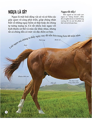 Sách Bách Khoa Tri Thức Về Khám Phá Thế Giới Cho Trẻ Em - Horses And Ponies - Loài Ngựa