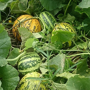 Hạt giống Dưa gang thơm quả tròn VTP145