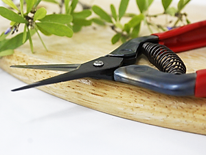 Kéo tỉa cành cao cấp Nhật Bản Chikamasa T-5C chiều dài lưỡi 35mm - lưỡi thép không gỉ chất lượng cao siêu bén - Cắt ngọt, không bám dính, liền sẹo nhanh