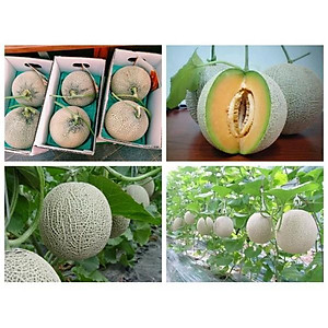 Combo 6 gói hạt giống dưa hấu dưa lưới các loại - tặng 1 gói phân bón