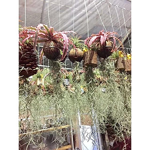 Bộ cây không khí treo - cây cảnh mini