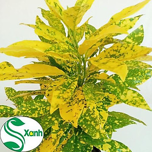 Cây Vàng Bạc Lá Lớn - Cây cảnh trang trí + Tặng phân bón cho cây mau lớn