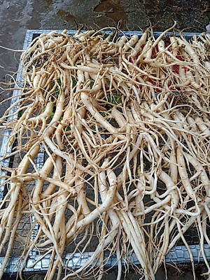 Đặc Sản Kon Tum - Sâm Dây Khô Ngọc Linh Kon Tum Tăng Cường Sức Khỏe  - OCOP 3 Sao