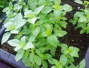 Bộ 2 Gói Hạt Giống Rau Quế Lá To Phú Nông PN130762 (5g / Gói)