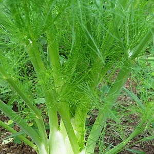 Hạt Giống Thì Là Rado 06