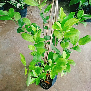 Cây chanh tứ quý - cây ăn quả + tặng phân bón cho cây