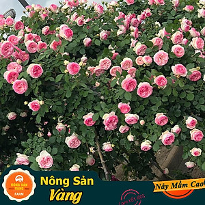 Hạt giống Hoa Hồng Leo Pháp ( Gói 10 Hạt )