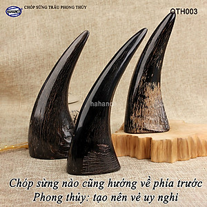 Chóp sừng trâu vật phẩm phong thủy (OTH003) HOT nhất của năm trâu vàng 2021 - giàu sang - phú quý