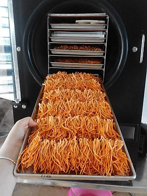 Đông trùng hạ thảo mật ong rừng Phúc Khang 300g - Hũ thủy tinh cao cấp - Công nghệ sấy thăng hoa - Chống lão hóa ,phòng ngừa ung thư ,tim mạch ,bồi bổ cơ thể ...làm quà biếu , quà tặng , bảo vệ sức khỏe