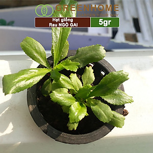 Hạt Giống Ngò Gai Greenhome, Gói 5gr~5000 hạt, Mùi Tàu, Dễ Trồng Quanh Năm, Nảy Mầm Cao, Thu Hoạch Nhanh, Năng Suất Cao G08