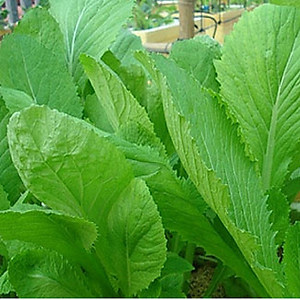 Hạt giống cải bẹ xanh mỡ cao sản gói 20g VTS53