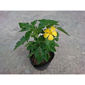 Cây đông hầu ( hoa dừa vàng - hoa dừa cạn ) - cây cảnh vườn + tặng phân bón cho cây