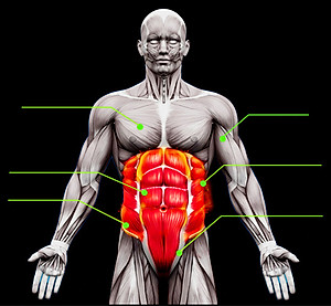 Con Lăn Tập Bụng Cao Cấp