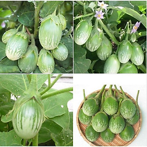 Hạt giống Cà Trứng Rồng F1 giống kháng bệnh quả giòn ngọt VTS178