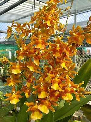 hoa phong lan vũ nữ cam lửa