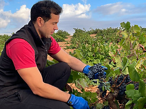 Rượu vang Organic Piqueras VS Monastrell & Garnacha Tintorera (Spain) kèm túi hộp,đồ khui