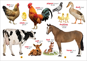 Từ Điển Bằng Tranh - Thế Giới Động Vật (Tái Bản)