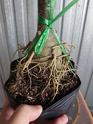 Cây Sứ Thái Kép Hoa Tím - cây cảnh để trong nhà + tặng phân bón cho cây