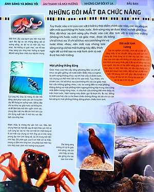 Tủ Sách Thế Giới Động Vật - Giác Quan Và Giao Tiếp (Hình Minh Họa 3D)