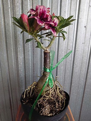 Cây Sứ Thái Kép Hoa Tím - cây cảnh để trong nhà + tặng phân bón cho cây