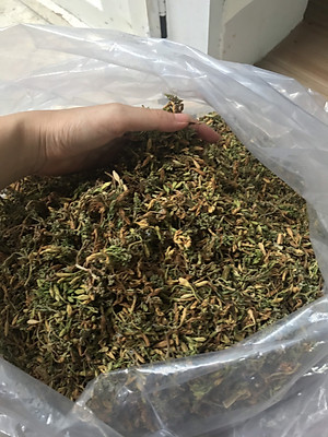 Bông đu đủ đực sấy lạnh xanh đẹp đặc sản Kon Tum