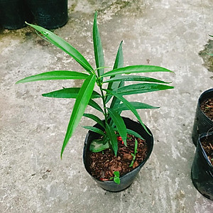 Cây đào tiên Nhật Bản - cây ăn quả - 1 năm ra quả + tặng phân bón