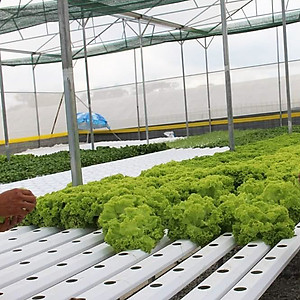 MIẾNG DÁN VÀNG BẪY CÔN TRÙNG NHẬP KHẨU ISRAEL DÙNG TRONG NÔNG NGHIỆP SẠCH NHƯ RAU THỦY CANH, RAU KHÍ CANH VÀ NÔNG NGHIỆP SẠCH (SET 20 ME2T DÀI). Kích thước ngang 0.18M x Dài 20M trải nghiệm