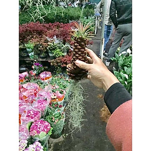 Bộ cây không khí treo - cây cảnh mini