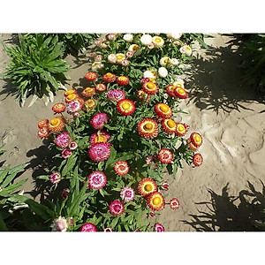 Hạt Giống Hoa Bất Tử Nhiều Màu Rạng Đông 20 hạt - Shop Hạt Giống Ba Miền Chịu Nhiệt