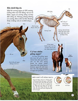 Sách Bách Khoa Tri Thức Về Khám Phá Thế Giới Cho Trẻ Em - Horses And Ponies - Loài Ngựa