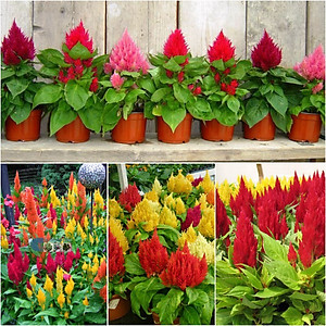 Hạt giống hoa Mồng Gà Đuôi Phụng nhiều màu - hoa Mào Gà Phụng Vỹ Mix VTS108
