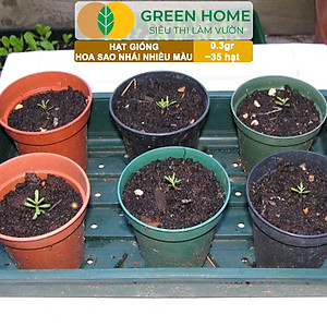 Hạt Giống Hoa Sao Nhái Mix Greenhome, Gói 0,3gr~35 hạt, Sai Hoa, Màu Rực Rỡ, Dễ Trồng Quanh Năm, Nảy Mầm Cao H13