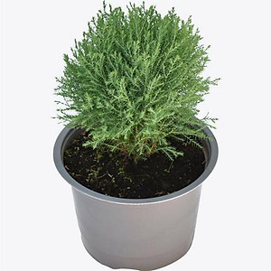 Tùng bồng lai ( ảnh thật số 2)