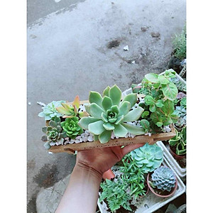 Mua Chậu Sen Đá- Cẩm Nhung Bán Chạy | Tiki