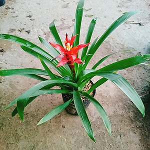 Cây phong lộc - cây cảnh để bàn + tặng phân bón cho cây