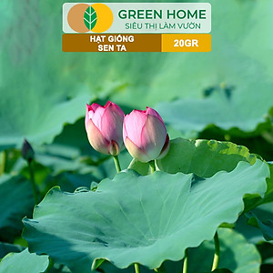Hạt Giống Hoa Sen Ta GreenHome, Gói 20 Gram, Dễ Trồng, Nảy Mầm Tốt, Bông To, Lá Dày H10