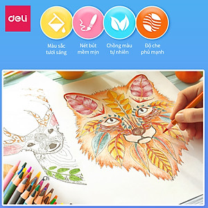 Bút chì màu gốc dầu cao cấp Deli - 6565 / 6566 / 6567