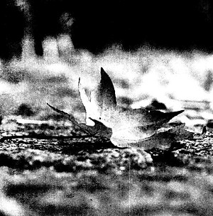 Sách Già Ơi... Chào Bạn!